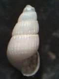 Chrysallida&nbsp;dollfusi